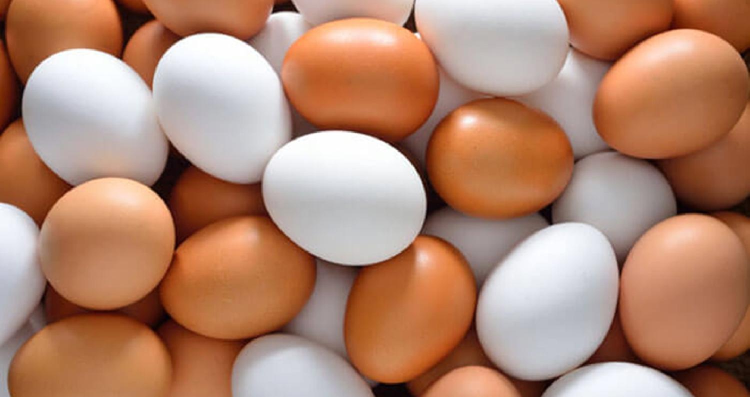 يعتبر بيض الدجاج غذاء نموذجيا للإنسان، لأنه يحتوي على بروتين سهل الهضم وفيتامينات مختلفة وعناصر كيميائية يحتاجها الجسم