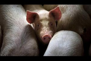 قالت إدارة تربية الماشية في إقليم لياونينغ بشمال شرق الصين يوم الأربعاء إن المسؤولين أعدموا 8116 خنزيراً بعد تفش لحمى الخنازير الأفريقية هذا الشهر
