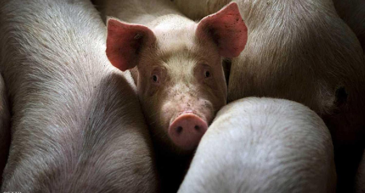 قالت إدارة تربية الماشية في إقليم لياونينغ بشمال شرق الصين يوم الأربعاء إن المسؤولين أعدموا 8116 خنزيراً بعد تفش لحمى الخنازير الأفريقية هذا الشهر