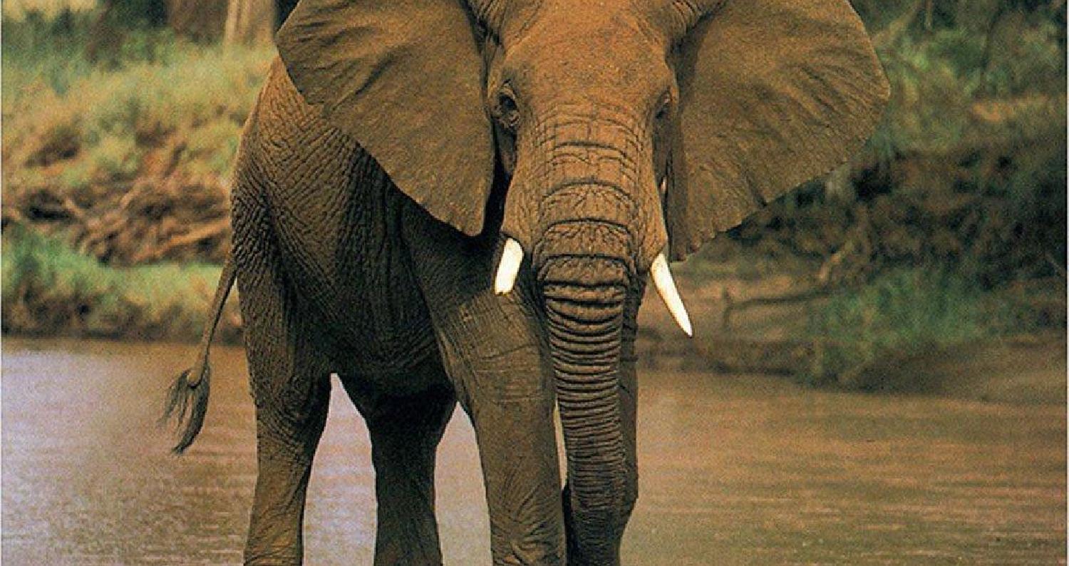 تمكن العلماء من حل لغز عدم إصابة الفيلة بالسرطان، وذلك بالإعتماد على "جين زومبي" ينطوي على إحياء أحد الجينات التي دمرها الحمض النووي وإعطائه مهمة قتل