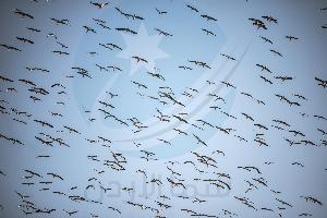 سما الأردن| شهدت مناطق عدة في المملكة ظهور اسراب الطيور المهاجرة تمر فوق سماء الممكلة، حيث رصدت كاميرا سما الأردن آلاف الطيور المهاجرة من نوعية أبو سع
