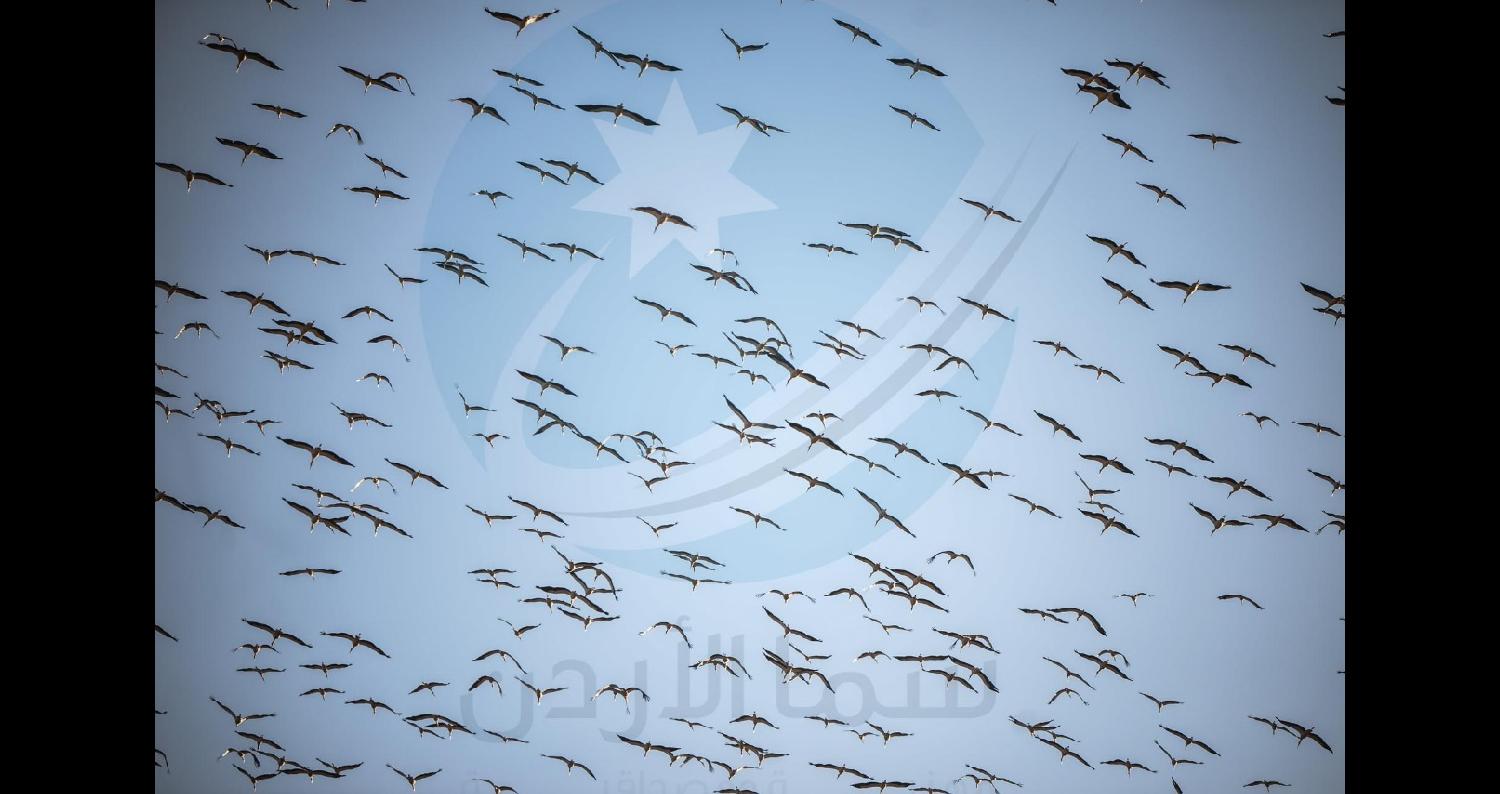 سما الأردن| شهدت مناطق عدة في المملكة ظهور اسراب الطيور المهاجرة تمر فوق سماء الممكلة، حيث رصدت كاميرا سما الأردن آلاف الطيور المهاجرة من نوعية أبو سع