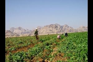 "الإحصاءات": 15% نسبة الحائزين الذين يمتهنون الزراعة في الأردن - فيديو