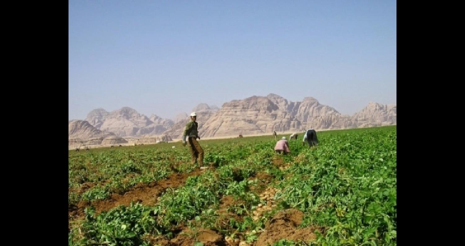 "الإحصاءات": 15% نسبة الحائزين الذين يمتهنون الزراعة في الأردن - فيديو