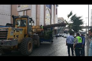 خلع أشجار "واشنطونيا" من شارع الملكة رانيا في عمّان.. صور