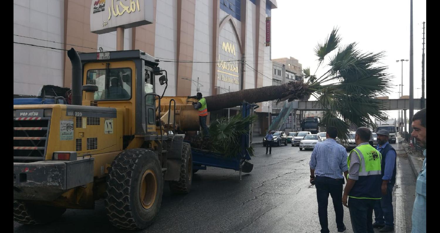 خلع أشجار "واشنطونيا" من شارع الملكة رانيا في عمّان.. صور