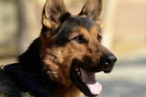 الأمن يعلن عن بيع كلاب بوليسية