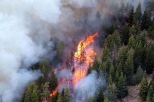 حريق يلتهم أشجار اللزاب والسنديان في عجلون