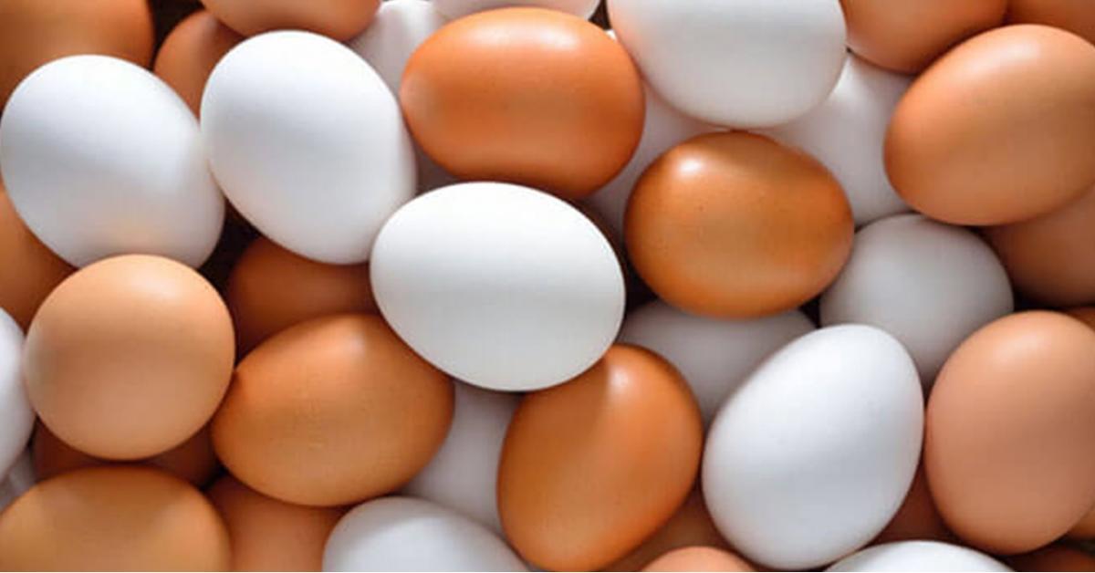 معلومات عن البيض في يومه العالمي