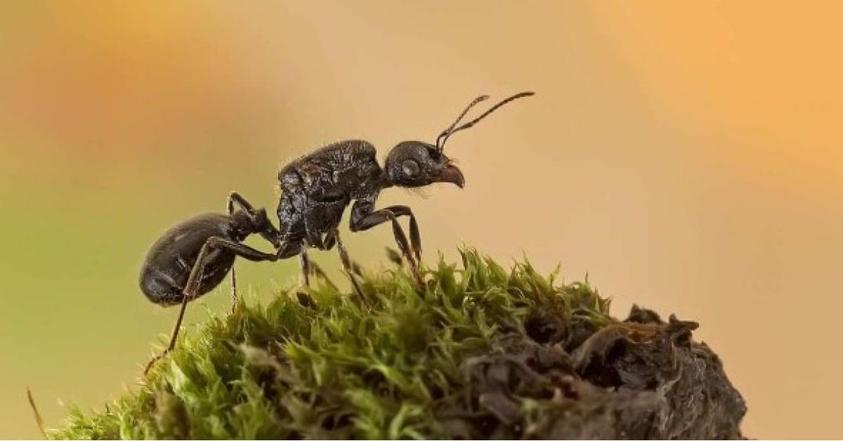 لماذا يموت النمل بعد موت ملكة النمل ؟