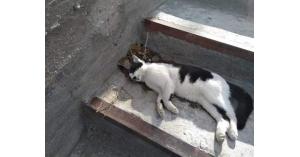سم مع "السردين" يقتل القطط في عمان
