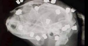 قطة تنجو من 18 طلقة استقرت في رأسها (صورة)
