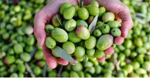 "الزراعة" تبرر نوعية الزيتون المصدر للكيان الصهيوني