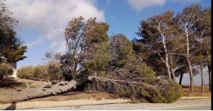 الرياح تقتلع شجرة عمرها أكثر من 50 عام