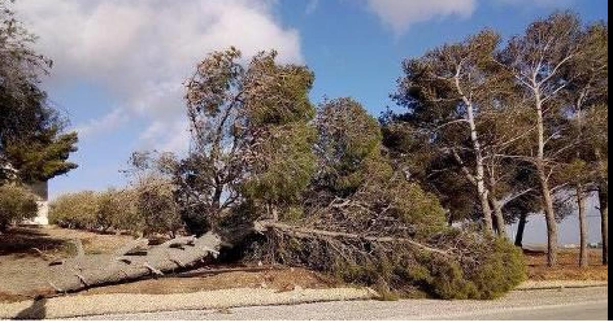 الرياح تقتلع شجرة عمرها أكثر من 50 عام