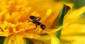 النمل يصنع المضادات الحيوية