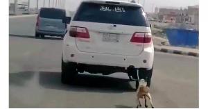 يربط كلبًا بسيارته ويسحبه بلا رحمة.. فيديو