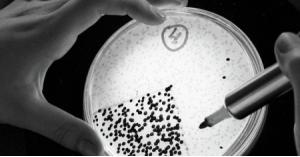 علماء يكتشفون بكتيريا تولد الكهرباء اكتشاف