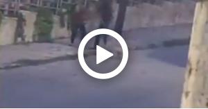 ذكاء خادمة يُنقذ كلبا في عبدون.. فيديو
