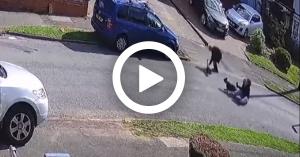 شاهد بالفيديو.. قطة تهزم رجلين وكلب