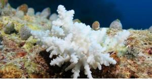 ظاهرة خطيرة تصيب المرجان في جنوب الأرض