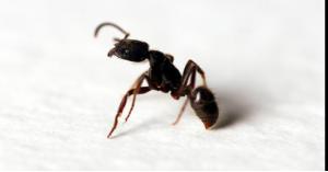 طرق طبيعية للتخلص من النمل نهائيًا