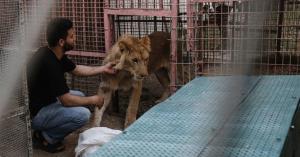 نقل حيوانات حديقة غزة إلى الأردن.. صور
