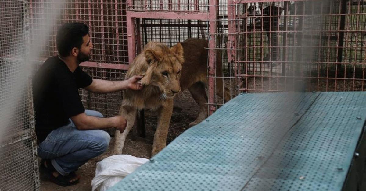 نقل حيوانات حديقة غزة إلى الأردن.. صور