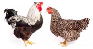 حملة شعبية لمقاطعة الدجاج لارتفاع اسعاره