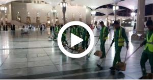 انتشار كثيف لـ"الجندب الأسود" في ساحات المسجد النبوي.. فيديو
