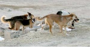 كلاب ضالة تهاجم شابا في المفرق .. صورة