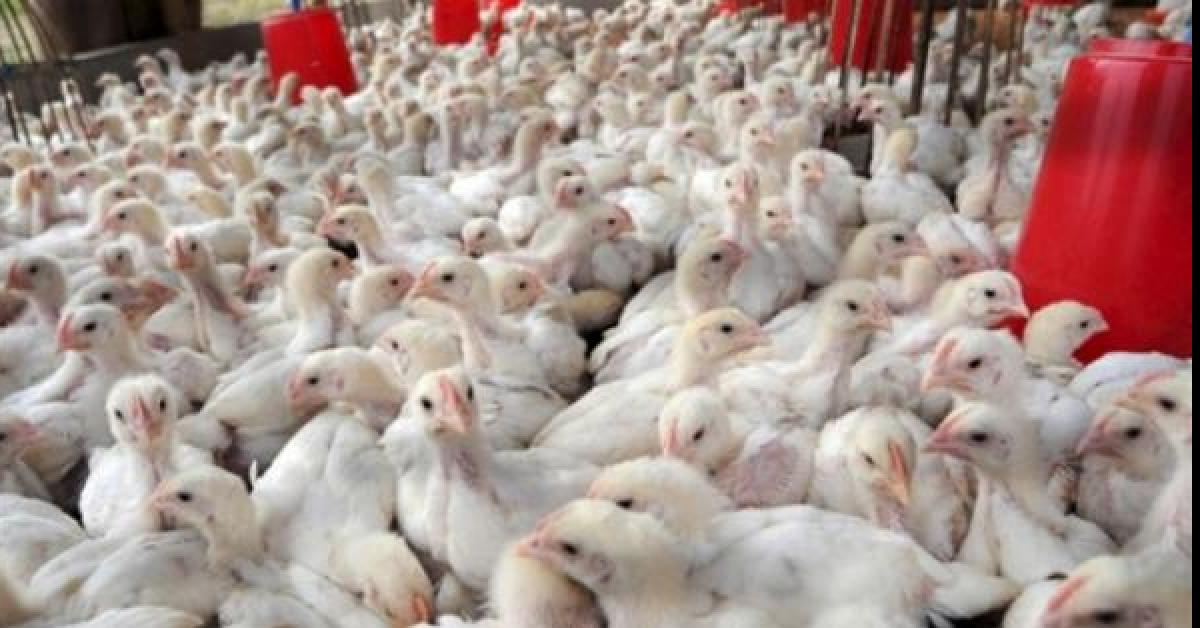 حقيقة ارتفاع أسعار الدجاج قبل رمضان