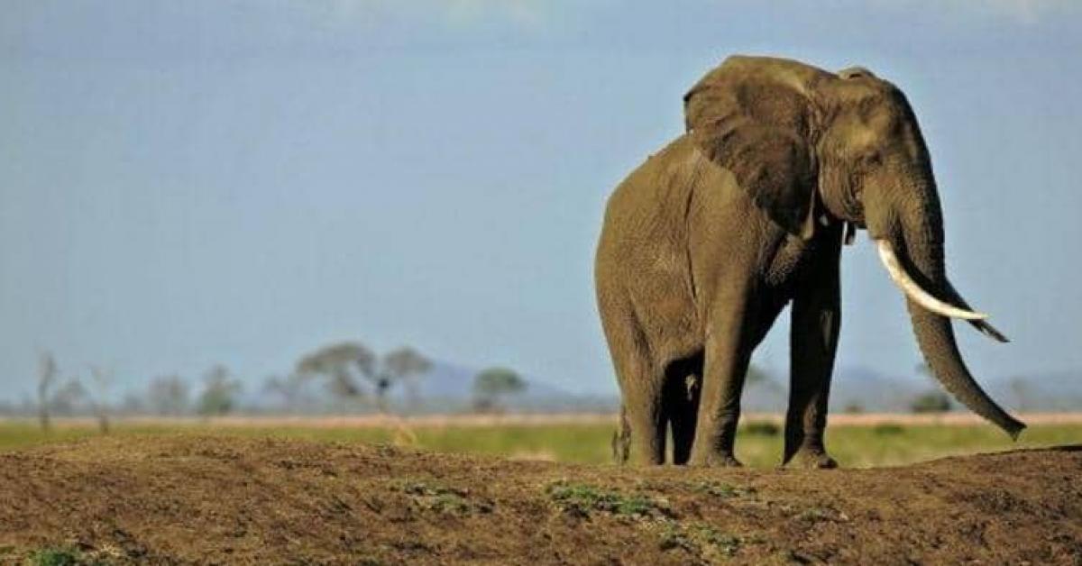 أنثى فيل تدهس رجلا حتى الموت بسبب غضبها