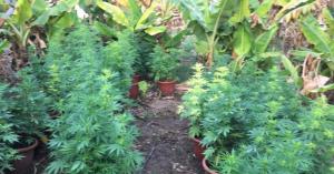 ضبط 6 اشخاص يزرعون الماريجوانا في الشونة الجنوبية (صور)