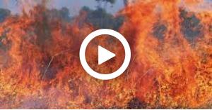 حريق بالقرب من آثار جرش (فيديو)