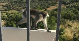 وساطة دولية تعيد القرد بعد اختراقه الحدود الإسرائيلية