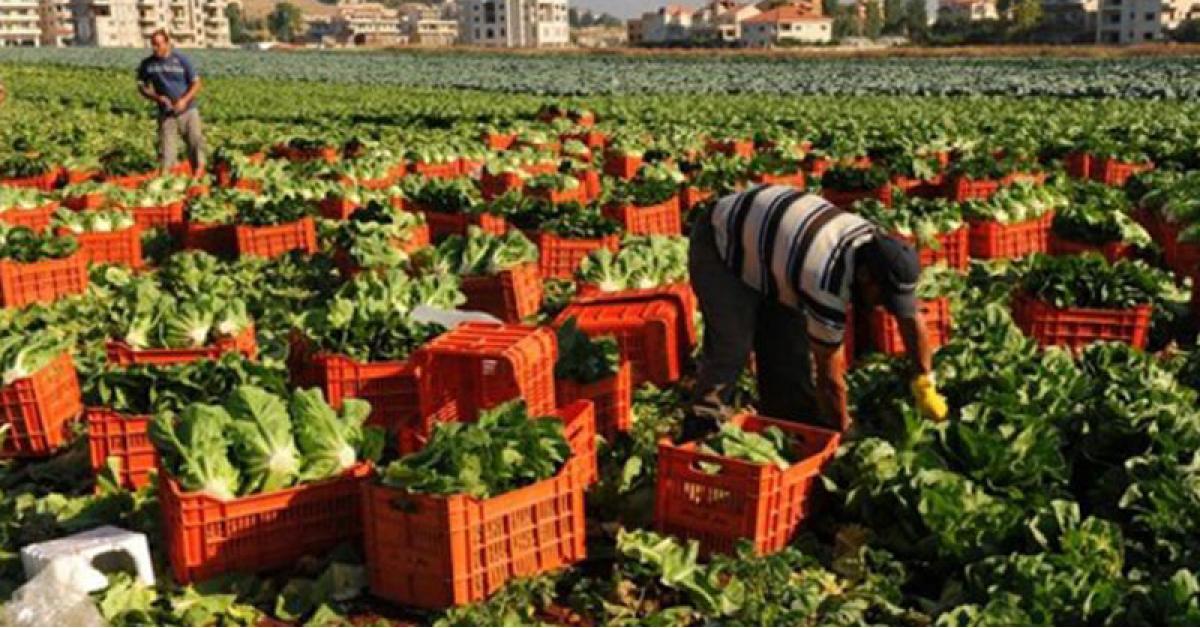 مطالب بفرض ضريبة مرور على المنتجات الزراعية السورية