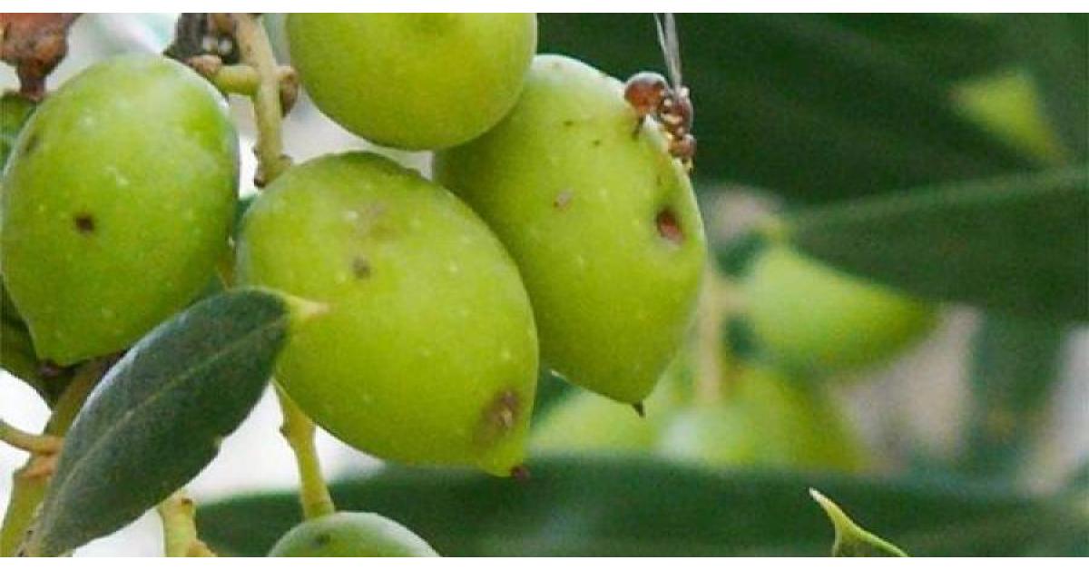 حملة لمكافحة ذبابة ثمار الزيتون