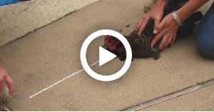 بالفيديو ..الدجاج يتخشب عند رسم خط مستقيم أمام منقاره
