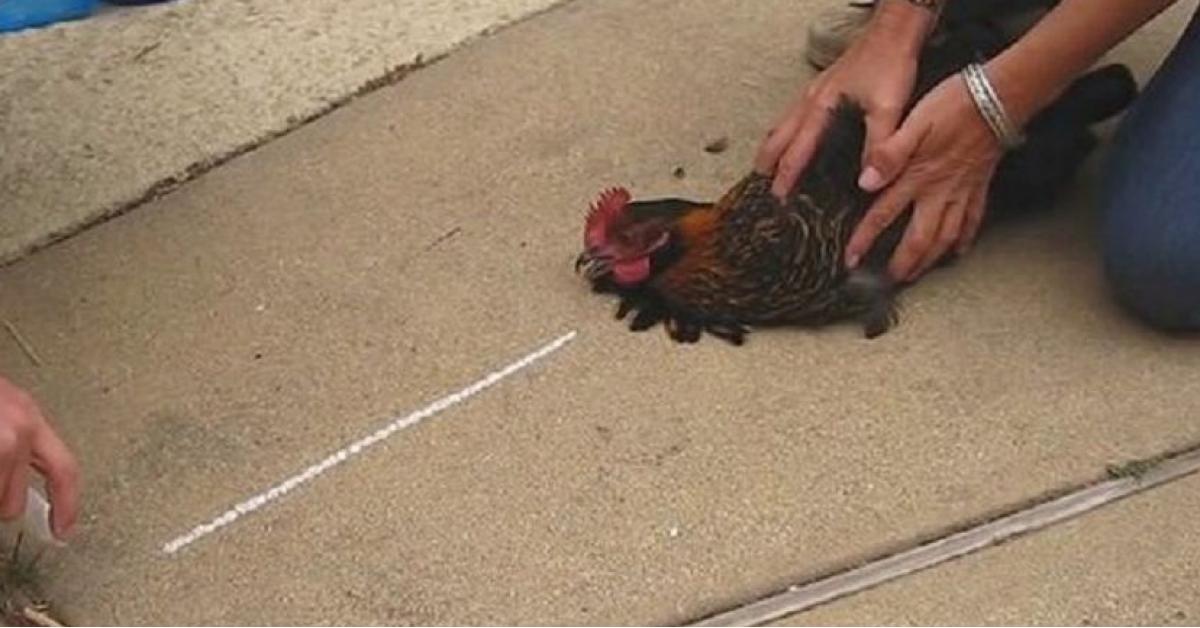 بالفيديو ..الدجاج يتخشب عند رسم خط مستقيم أمام منقاره