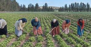 الاغوار : جلسة تناقش تحديات المرأة العاملة في الزراعة