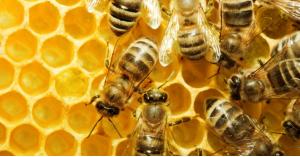 النحل يعالج مرض شائع بين الناس... تعرف عليه