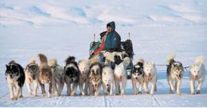 كلاب "القطب الشمالي" تفقد عملها والسبب ... فيديو