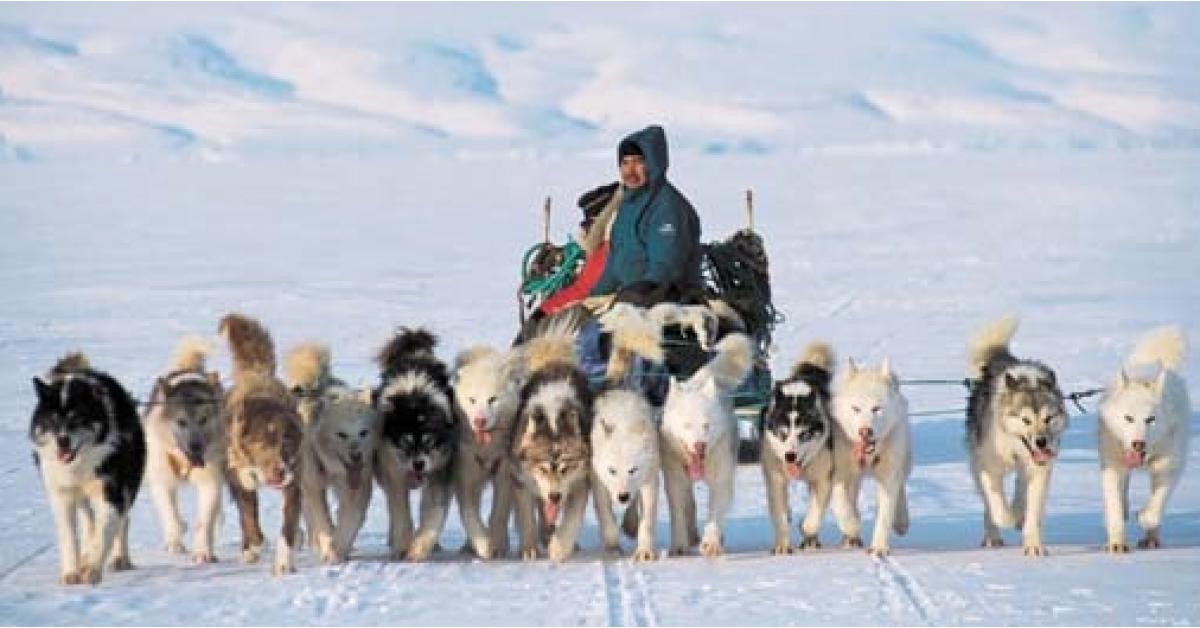 كلاب "القطب الشمالي" تفقد عملها والسبب ... فيديو