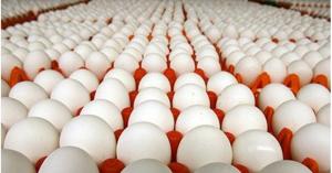 هذا ما يحدث حين تسقط كمية كبيرة من البيض على قارعة الطريق!