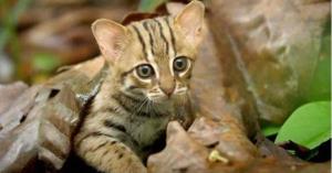 فيديو لأصغر قطة في العالم