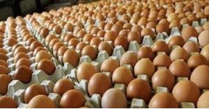 الأردن ينتج مليار بيضة مائدة سنويا