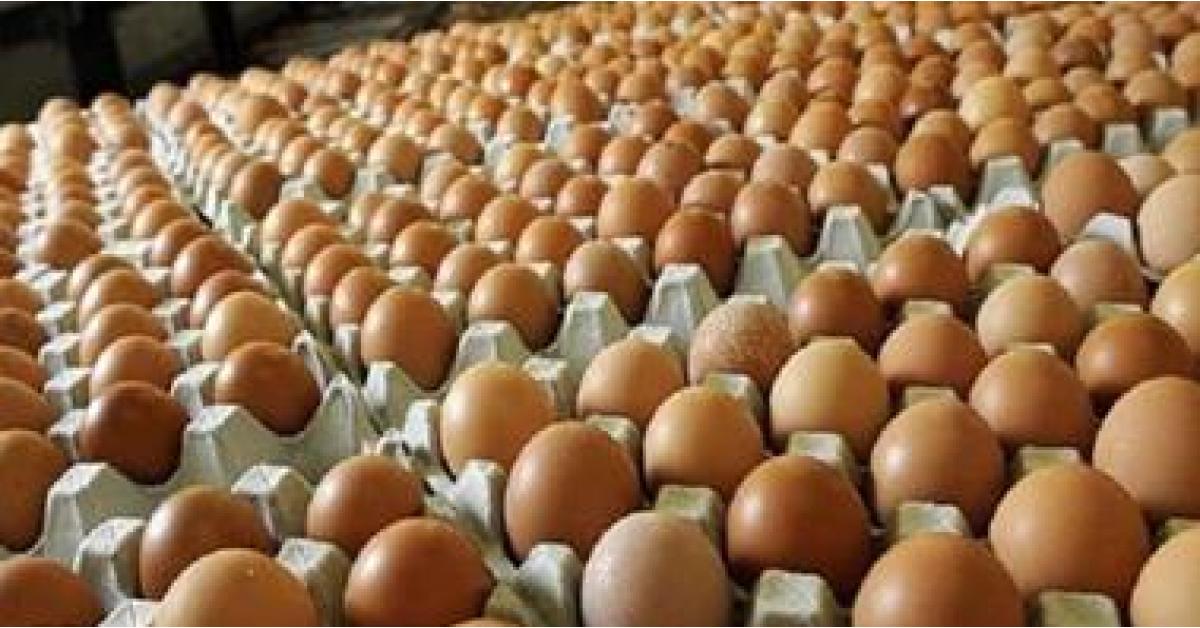 الأردن ينتج مليار بيضة مائدة سنويا