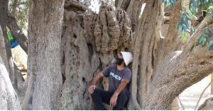 عمرها 5 آلاف سنة .. تعرف على أقدم شجرة زيتون في فلسطين