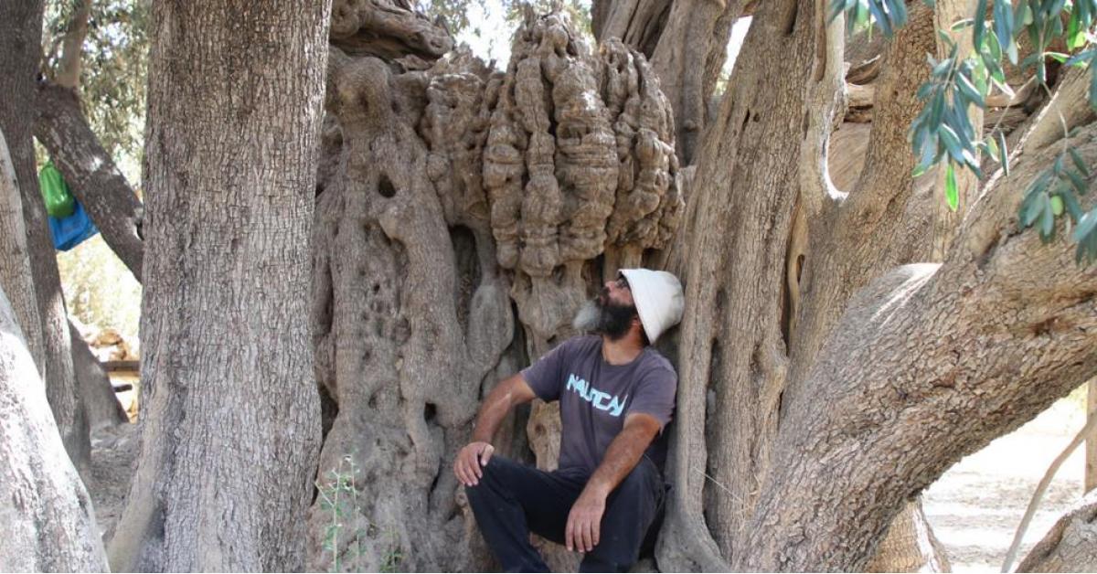 عمرها 5 آلاف سنة .. تعرف على أقدم شجرة زيتون في فلسطين